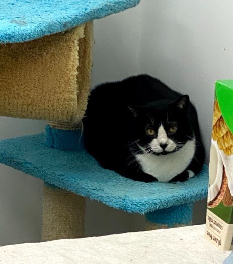 Nick , a Adoptable mixed breed in Manhattan Beach, CA image 3/6