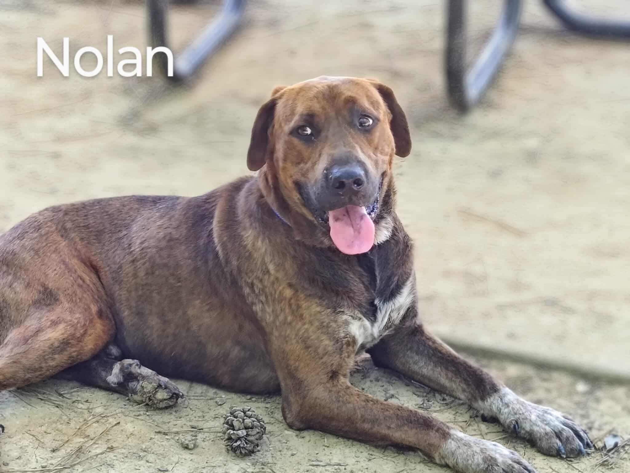 Nolan--COME MEET!