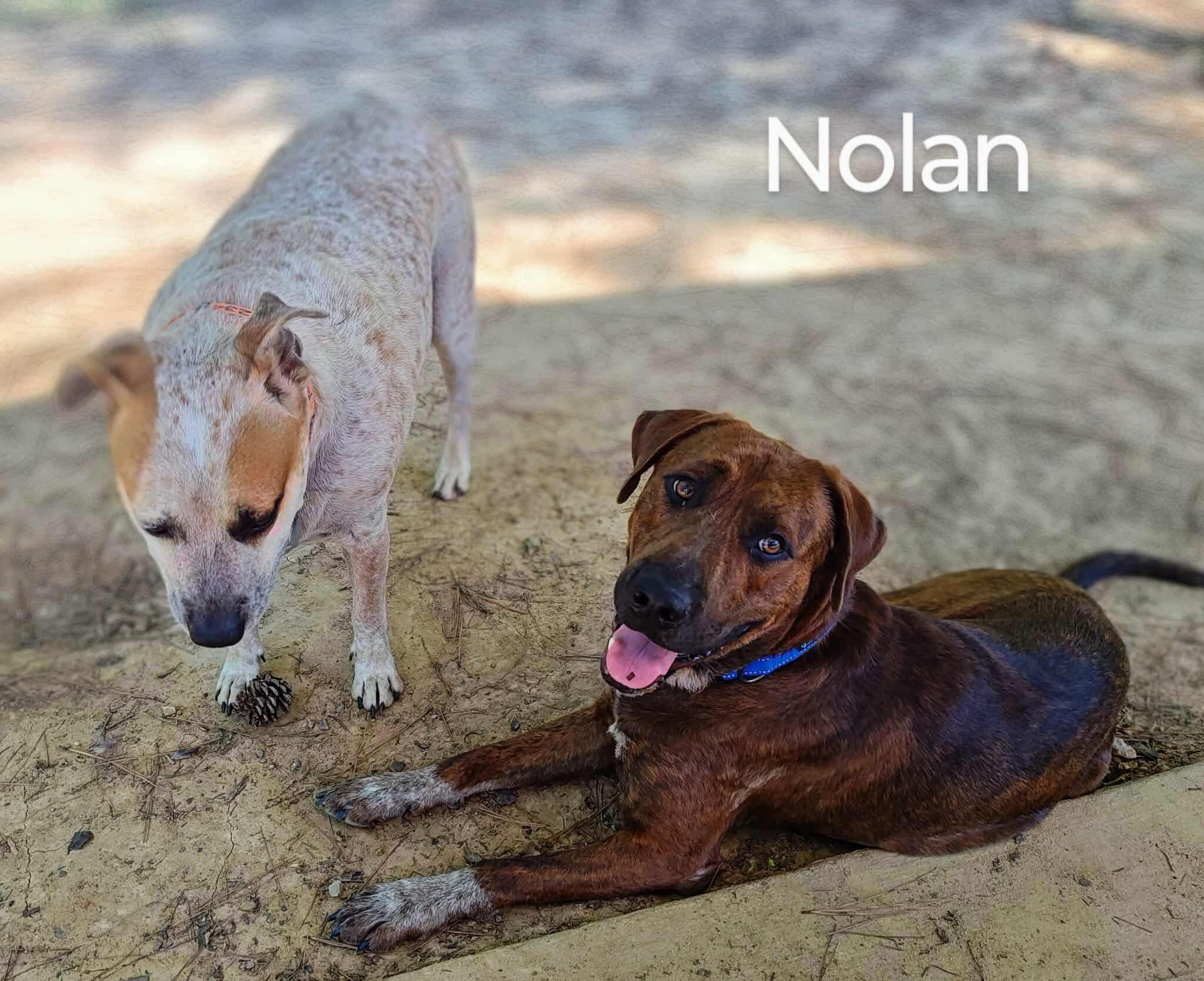 Nolan--COME MEET!