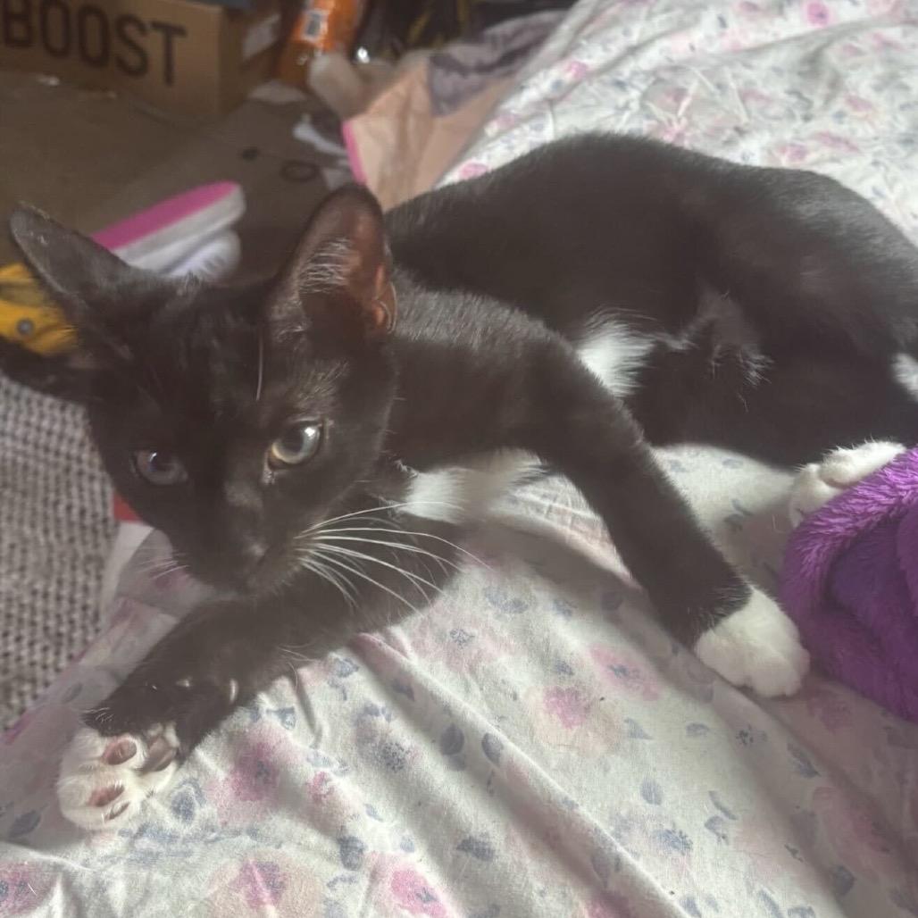 Chris Angel, Adoptable, Kitten Male Domestic Short Hair.