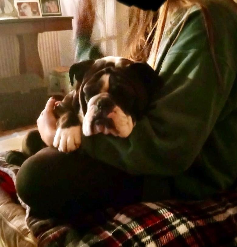 Enlarge Daisy-English bulldog, an adopted English Bulldog in Hamburg, NY image 3/5