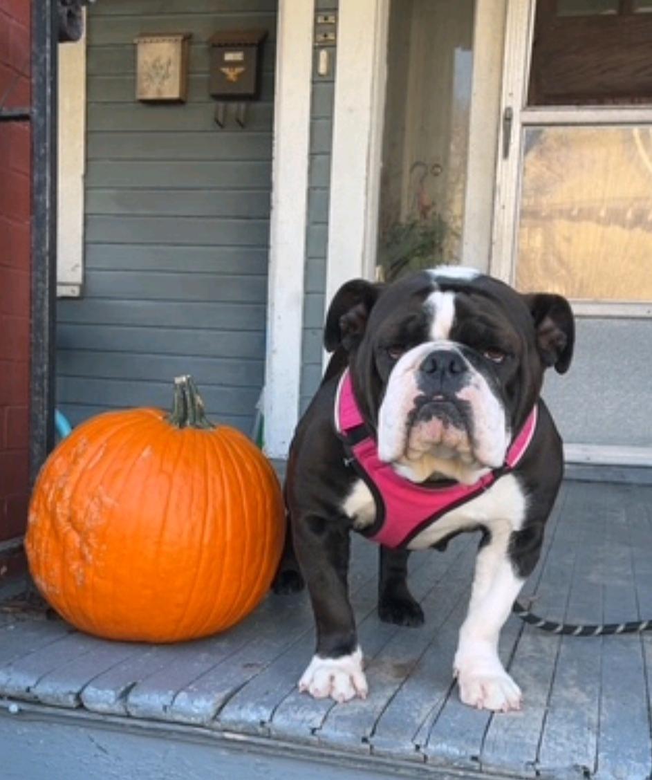 Daisy-English bulldog, adopted, Young Female English Bulldog.