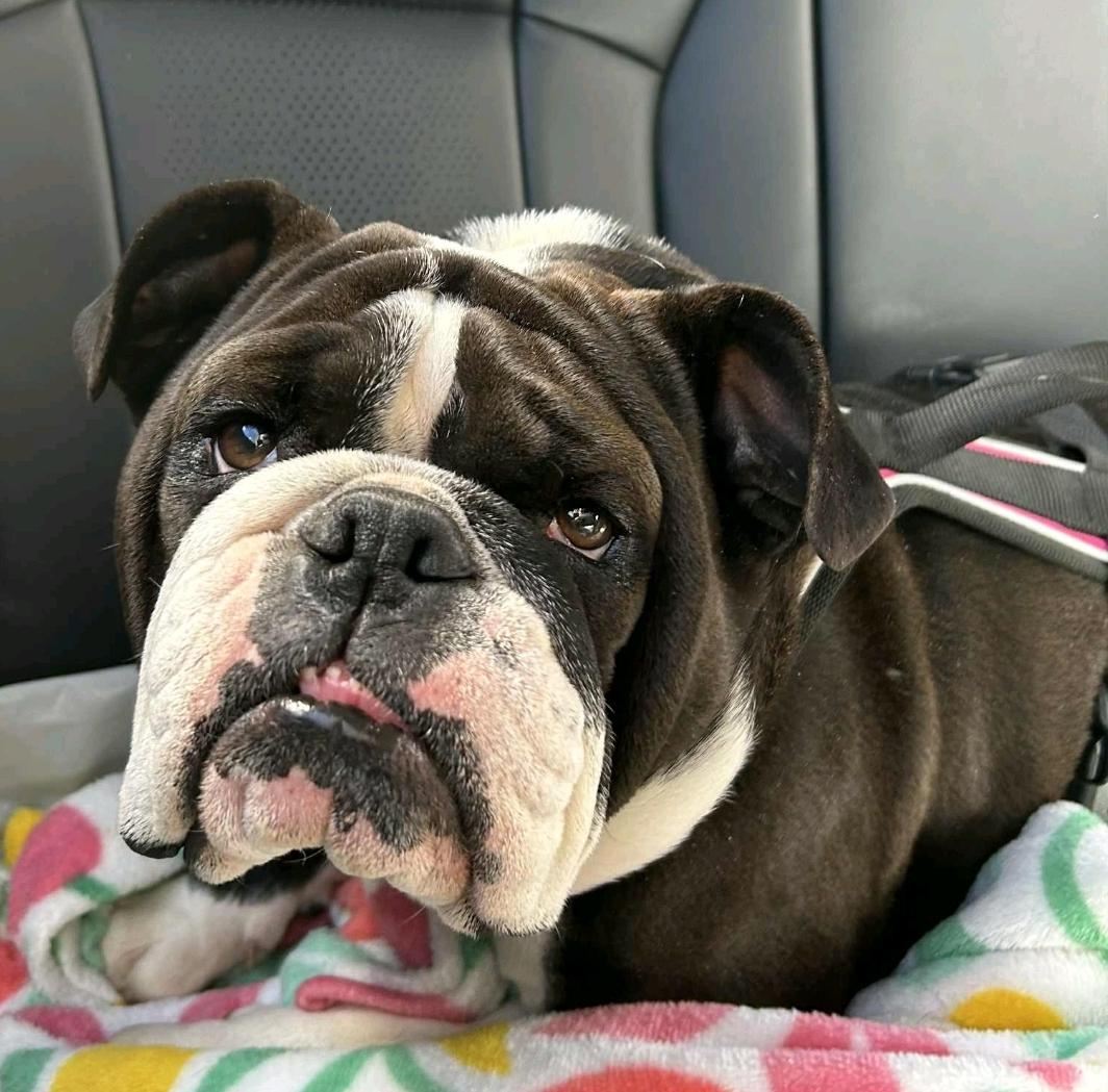 Enlarge Daisy-English bulldog, an adopted English Bulldog in Hamburg, NY image 4/5