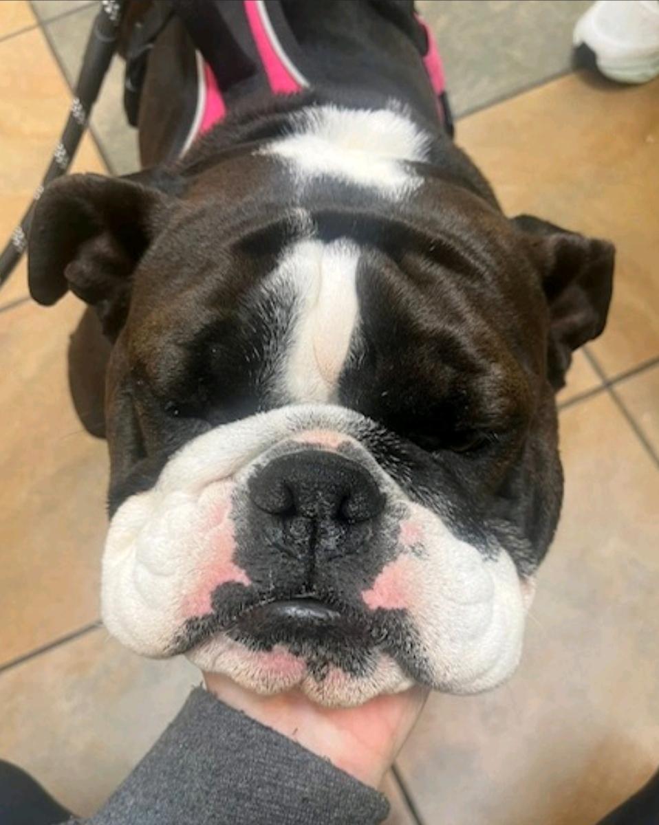 Enlarge Daisy-English bulldog, an adopted English Bulldog in Hamburg, NY image 5/5