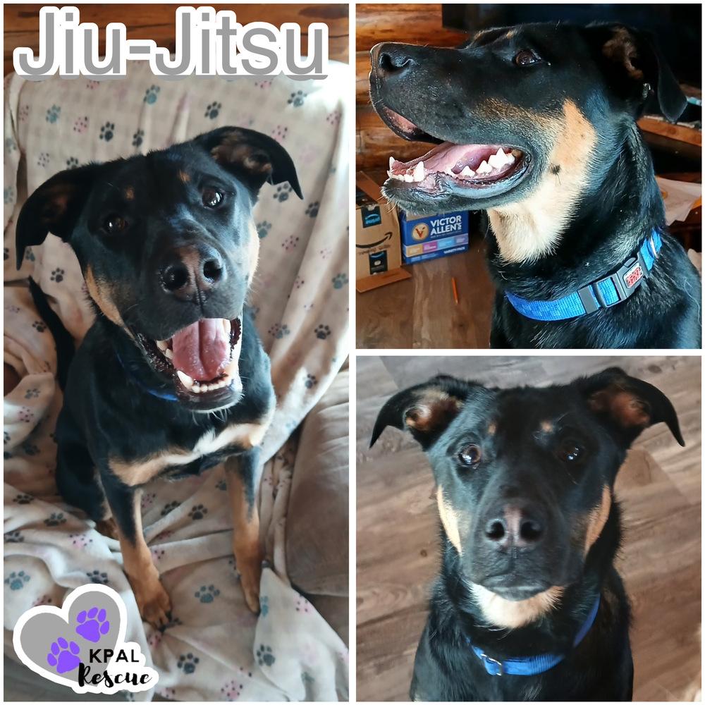 Jiu-Jitsu - Martial Arts Litter, Adoptable, Puppy Male Husky & Shepherd.