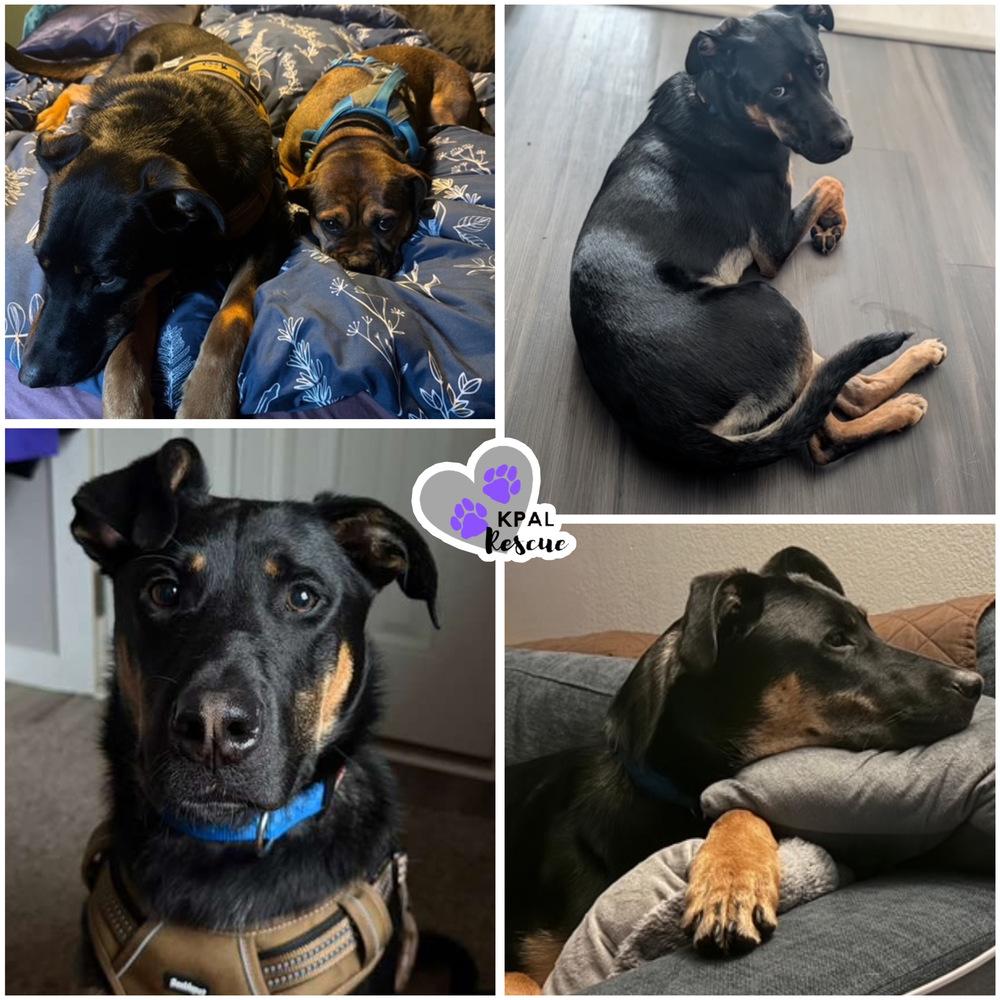 Enlarge Jiu-Jitsu - Martial Arts Litter, a Adoptable mixed breed in Kenai, AK image 2/5