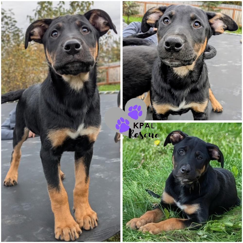 Jiu-Jitsu - Martial Arts Litter, Adoptable, Puppy Male Husky & Shepherd.