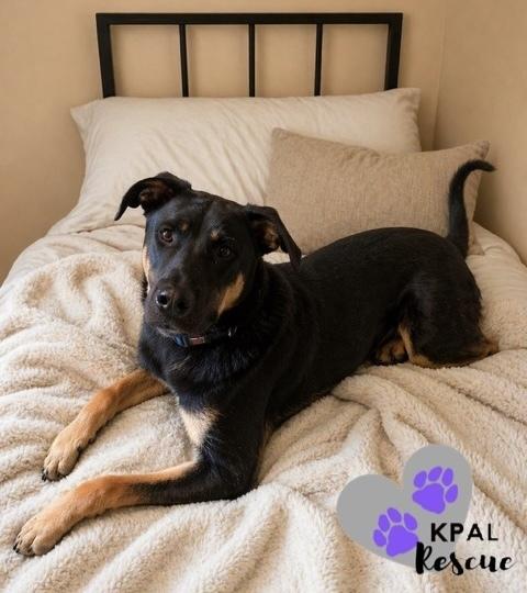 Enlarge Jiu-Jitsu - Martial Arts Litter, a Adoptable mixed breed in Kenai, AK image 4/5
