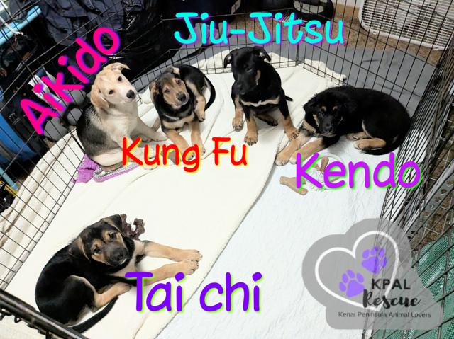 Enlarge Jiu-Jitsu - Martial Arts Litter, a Adoptable mixed breed in Kenai, AK image 2/2