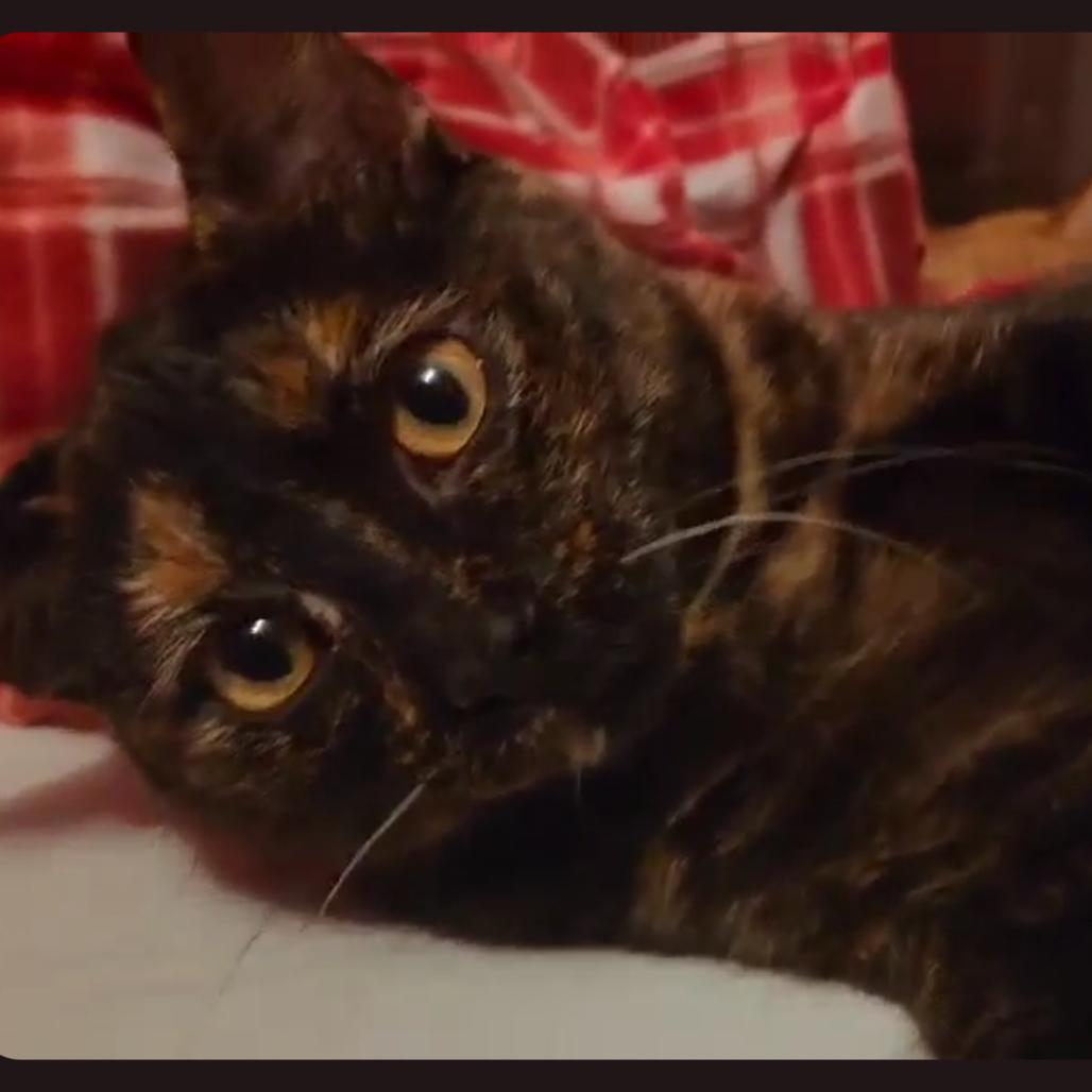 Enlarge Honeybella, a Adoptable Domestic Short Hair in Wind Gap, PA image 1/2