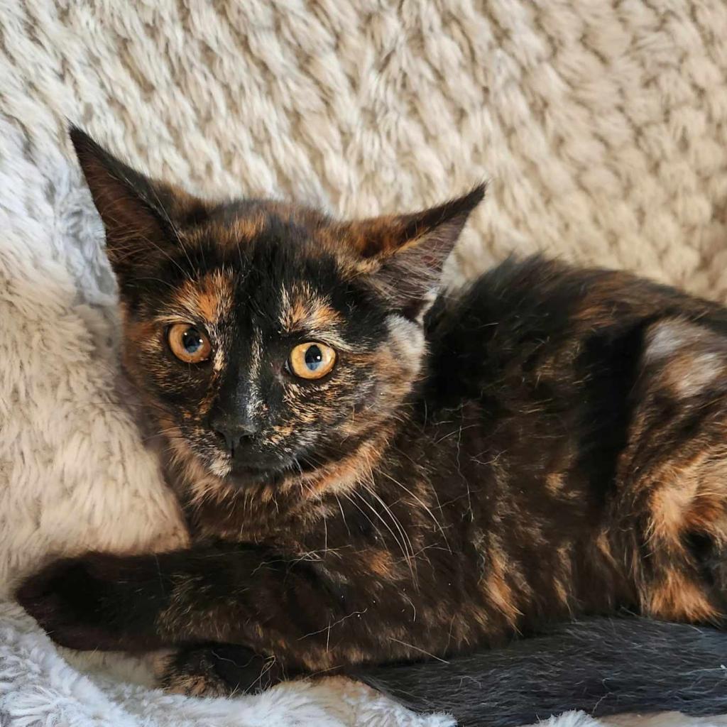 Enlarge Honeybella, a Adoptable Domestic Short Hair in Wind Gap, PA image 2/2