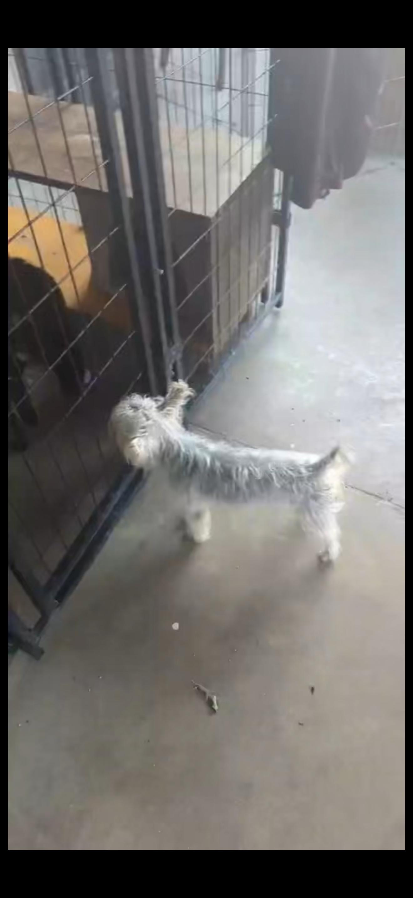 Enlarge Reggie - The Energetic Yorkie , a ADOPTABLE Yorkshire Terrier in Anaheim, CA image 2/3