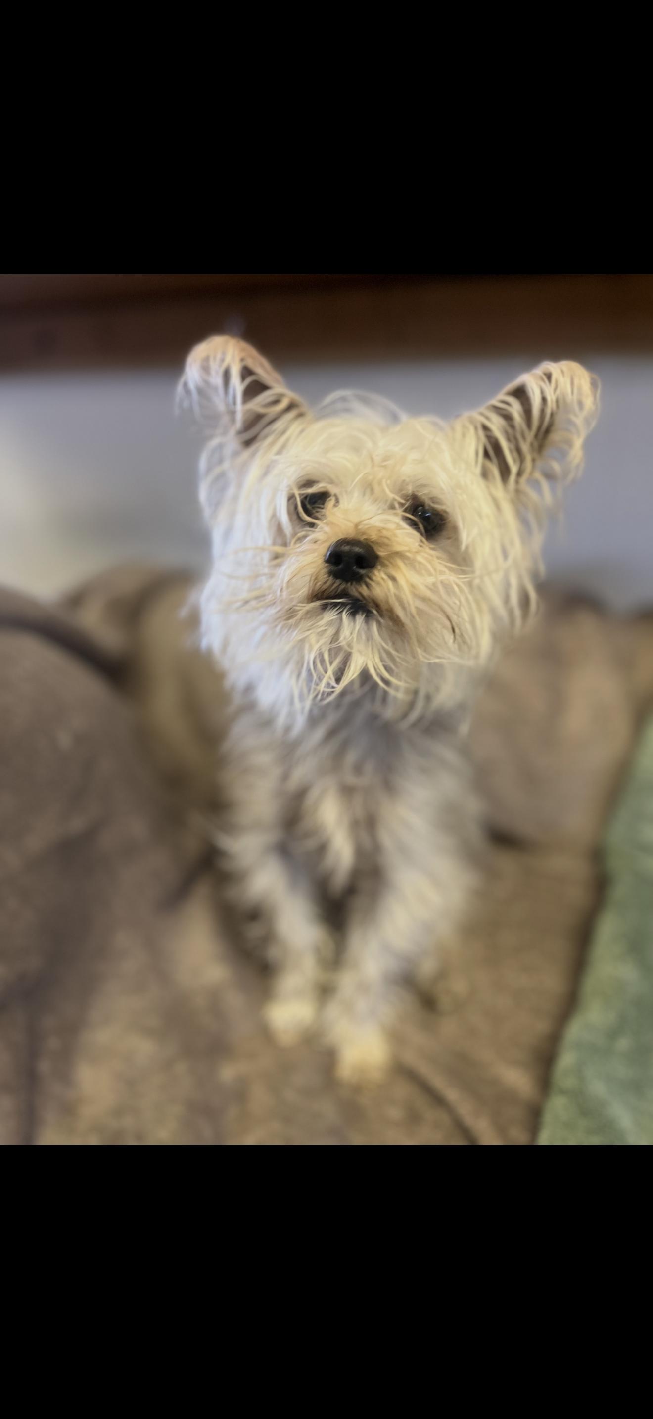 Enlarge Reggie - The Energetic Yorkie , a ADOPTABLE Yorkshire Terrier in Anaheim, CA image 1/3