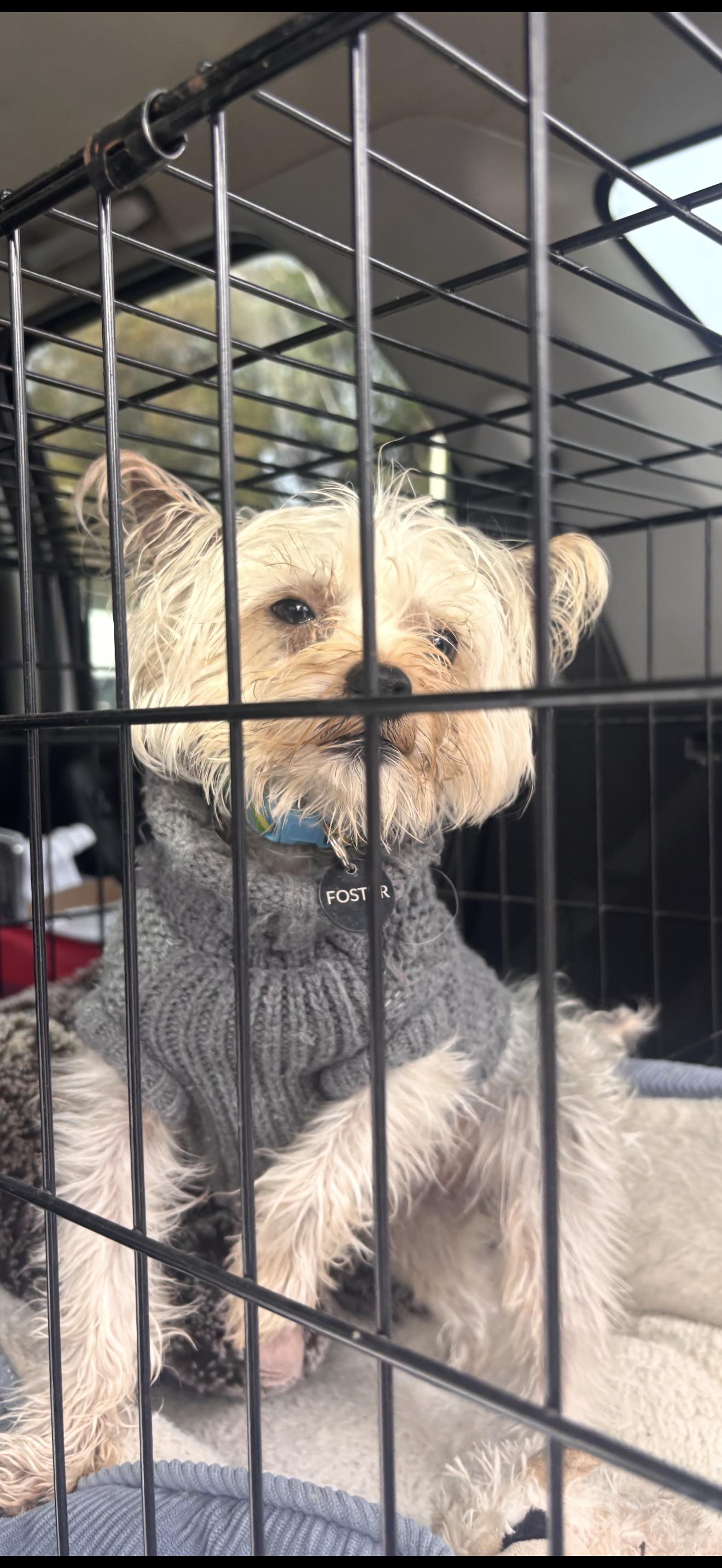 Enlarge Reggie - The Energetic Yorkie , a ADOPTABLE Yorkshire Terrier in Anaheim, CA image 3/3