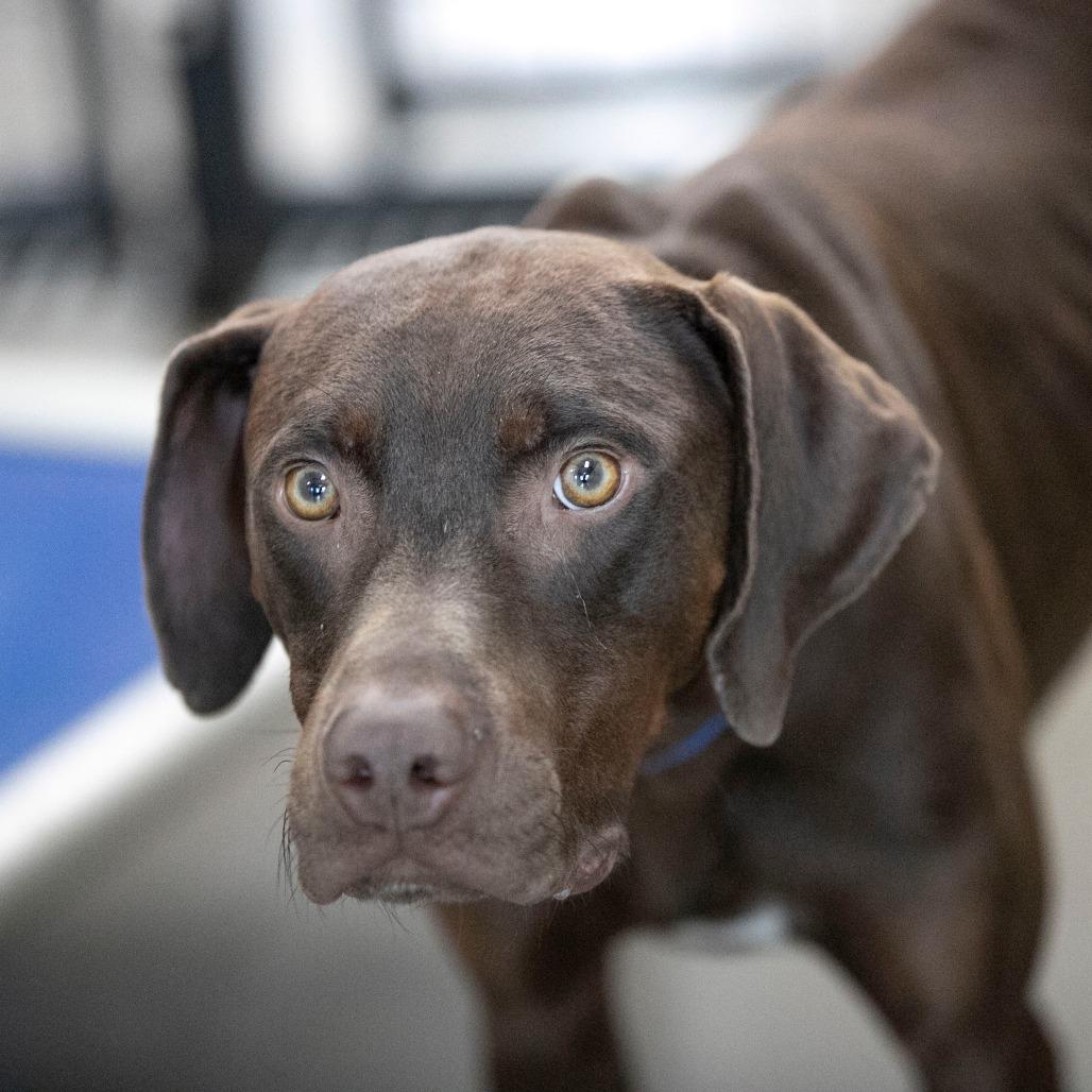 Harbor (MR26-148), Adoptable, Adult Male Catahoula Leopard Dog.