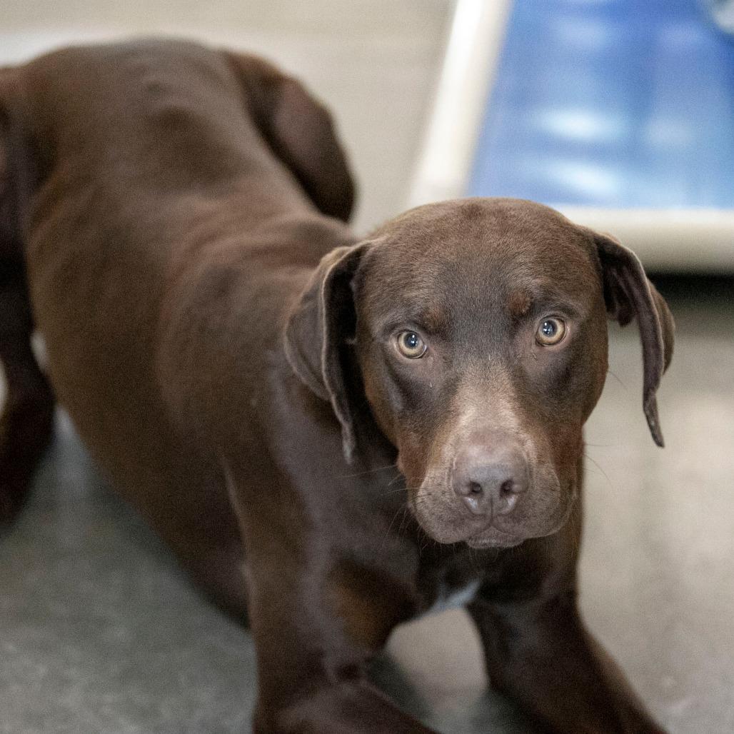 Enlarge Harbor (MR26-148), a Adoptable Catahoula Leopard Dog in Peyton, CO image 1/6