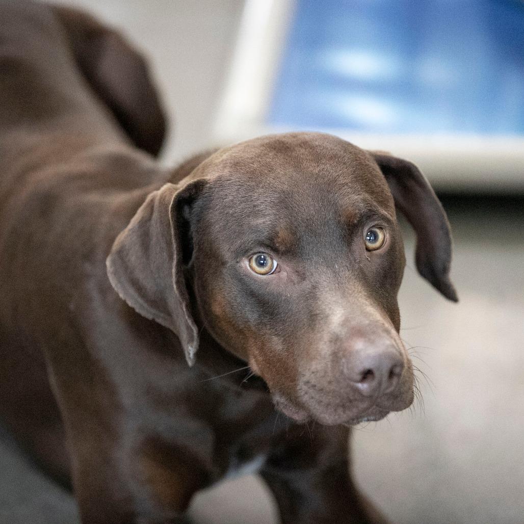 Enlarge Harbor (MR26-148), a Adoptable Catahoula Leopard Dog in Peyton, CO image 2/6