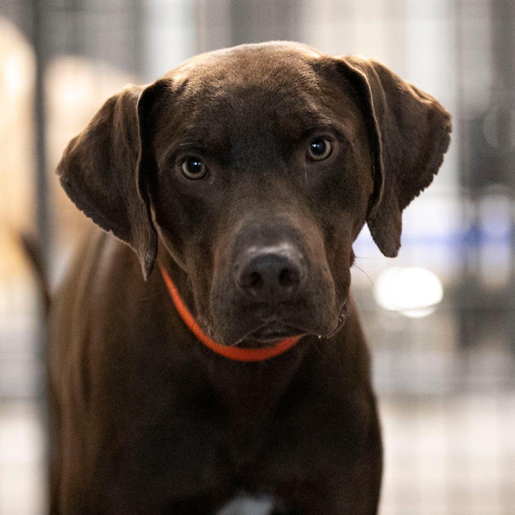 Enlarge Harbor (MR26-148), a Adoptable Catahoula Leopard Dog in Peyton, CO image 3/6
