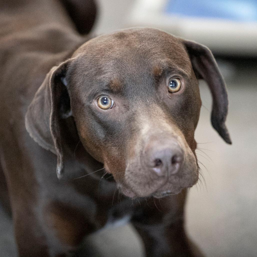 Enlarge Harbor (MR26-148), a Adoptable Catahoula Leopard Dog in Peyton, CO image 4/6