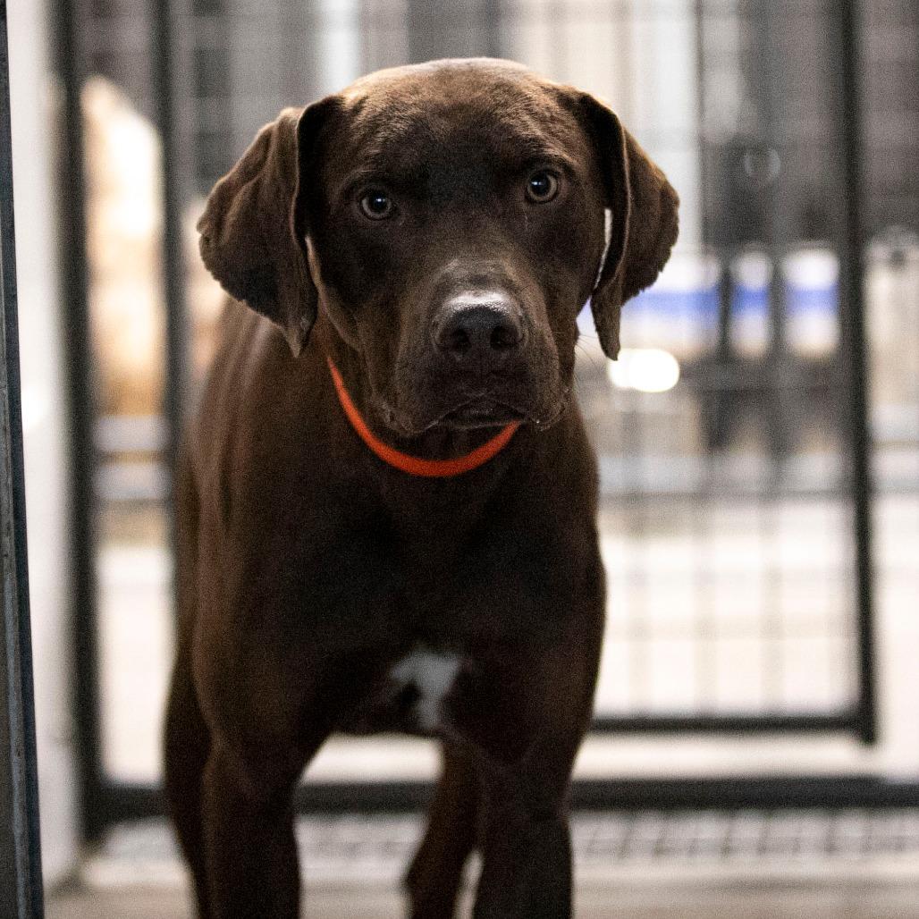 Enlarge Harbor (MR26-148), a Adoptable Catahoula Leopard Dog in Peyton, CO image 5/6