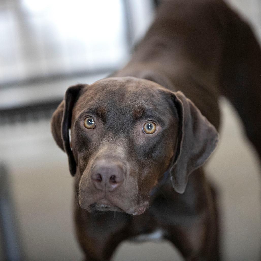 Harbor (MR26-148), a Adoptable Catahoula Leopard Dog in Peyton, CO image 5/6