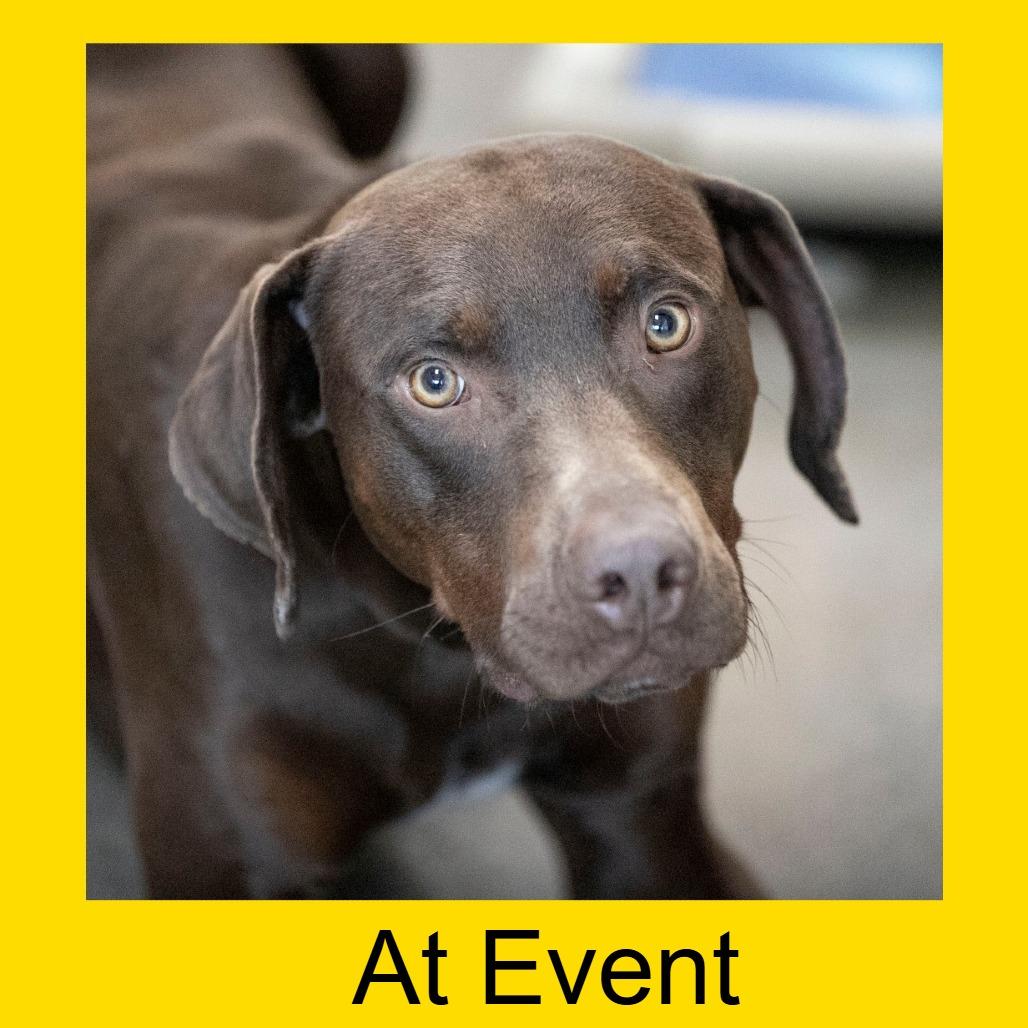 Enlarge Harbor (MR26-148), a Adoptable Catahoula Leopard Dog in Peyton, CO image 6/6