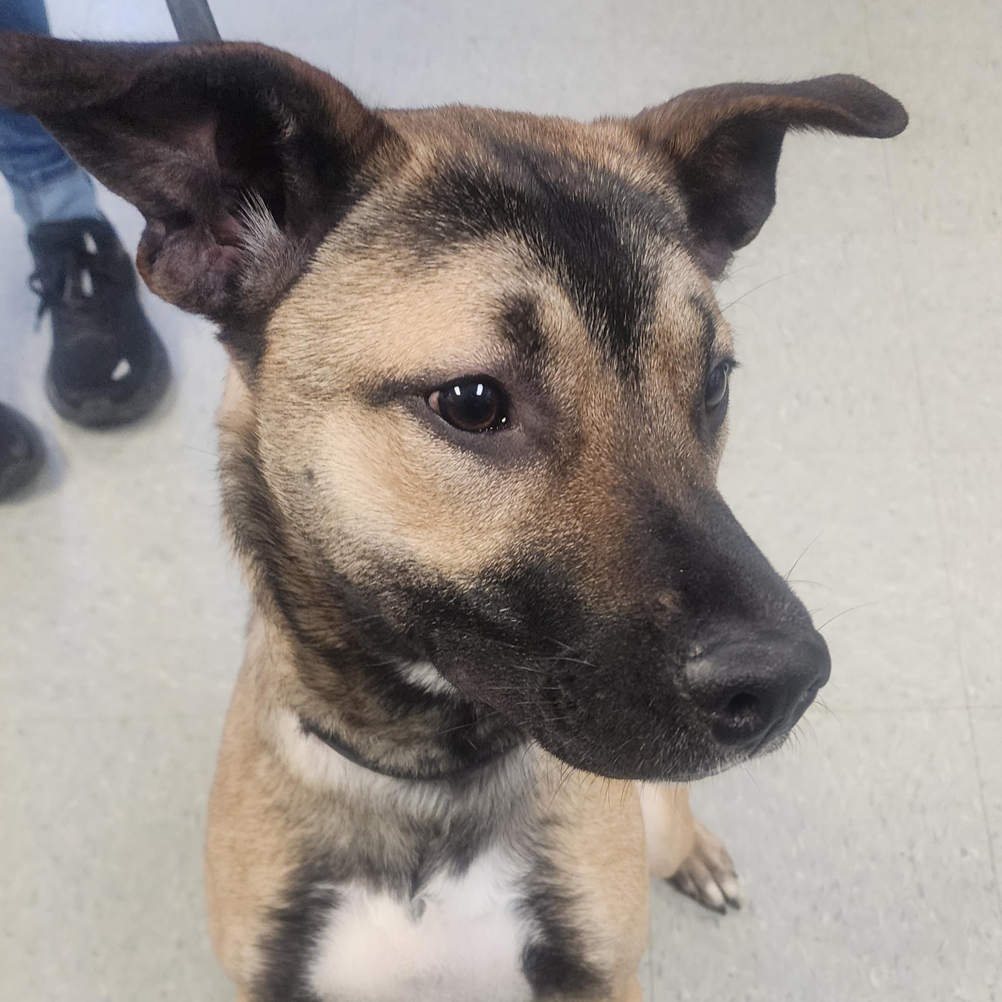 Enlarge Spike, an adopted mixed breed in Medina, OH image 3/3