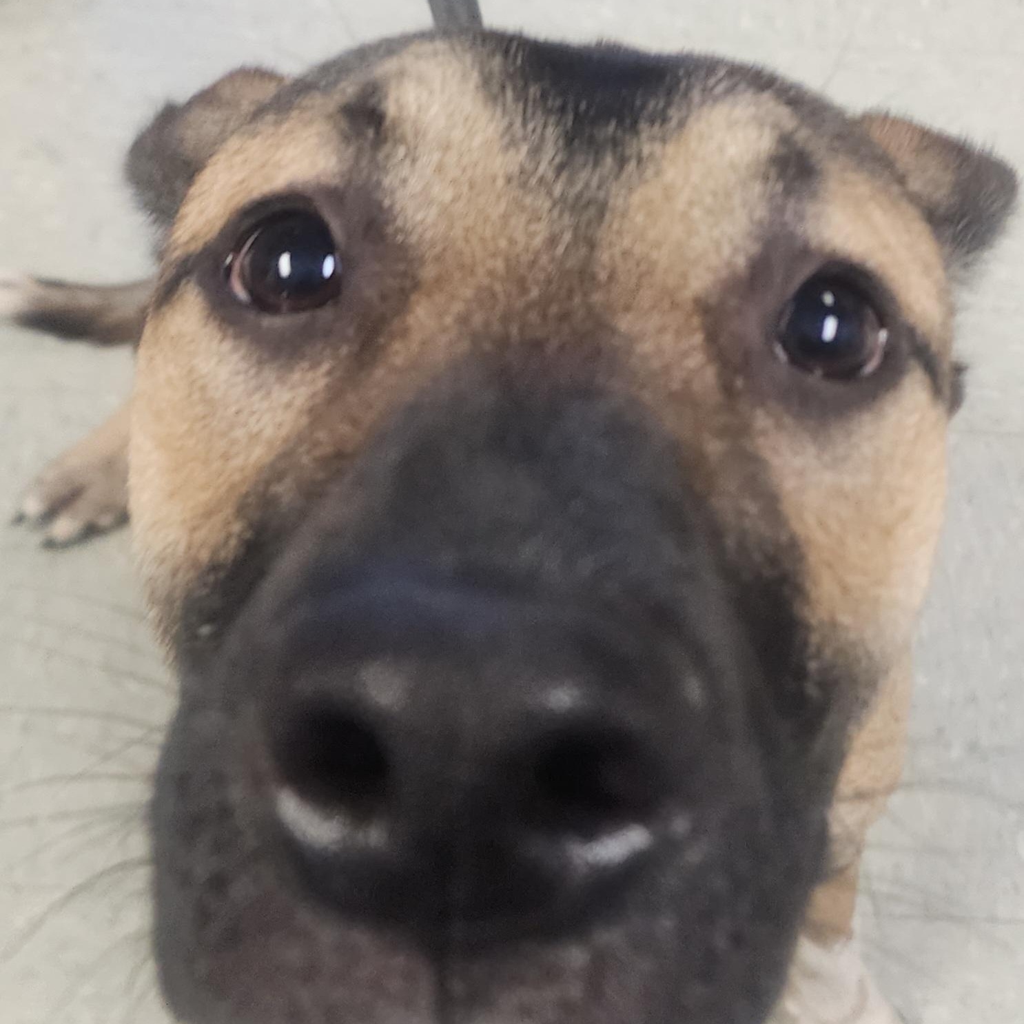 Enlarge Spike, an adopted mixed breed in Medina, OH image 2/3