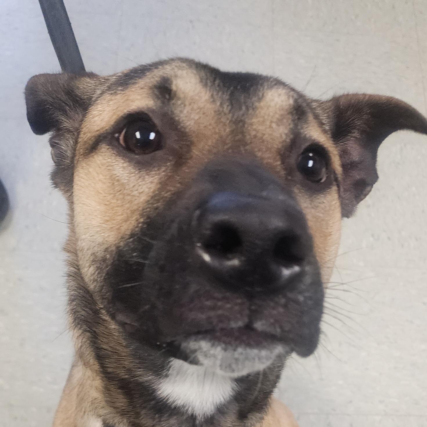 Enlarge Spike, an adopted mixed breed in Medina, OH image 1/3