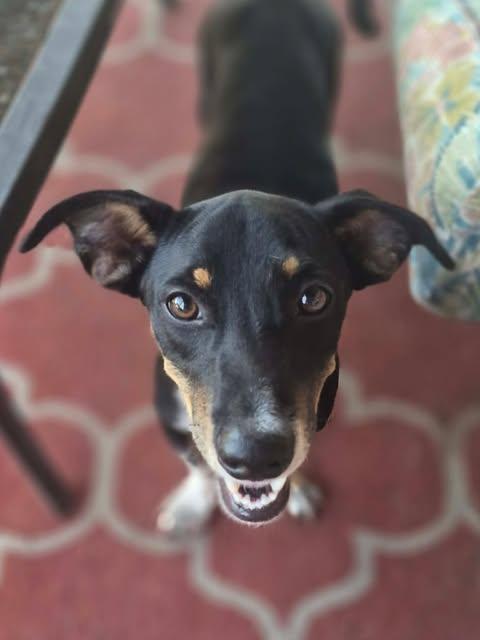 Enlarge Poco, a Adoptable mixed breed in Vernon, CT image 2/6