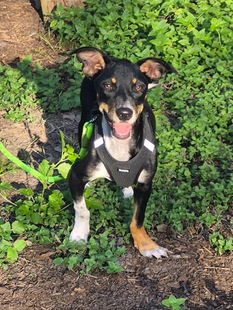 Enlarge Poco, a Adoptable mixed breed in Vernon, CT image 4/6