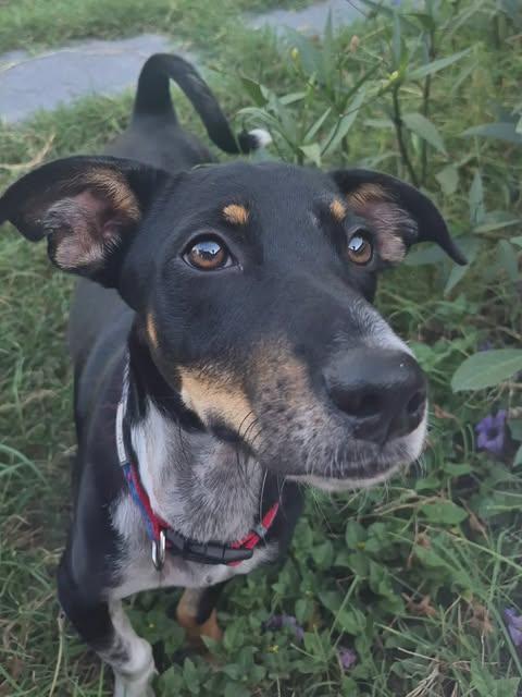 Enlarge Poco, a Adoptable mixed breed in Vernon, CT image 3/6