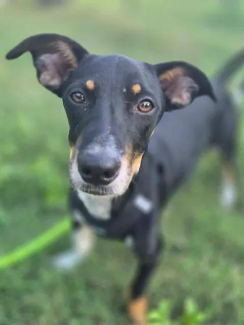Enlarge Poco, a Adoptable mixed breed in Vernon, CT image 1/6
