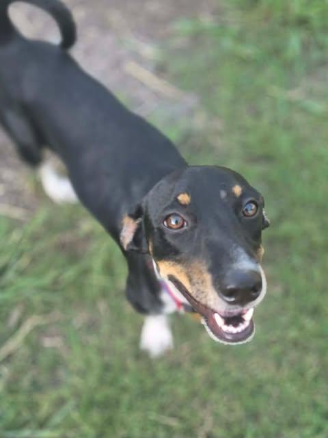 Enlarge Poco, a Adoptable mixed breed in Vernon, CT image 5/6