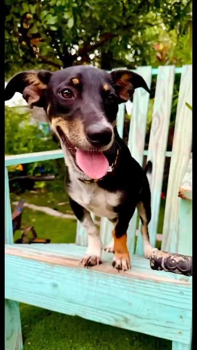Enlarge Poco, a Adoptable mixed breed in Vernon, CT video 6/6
