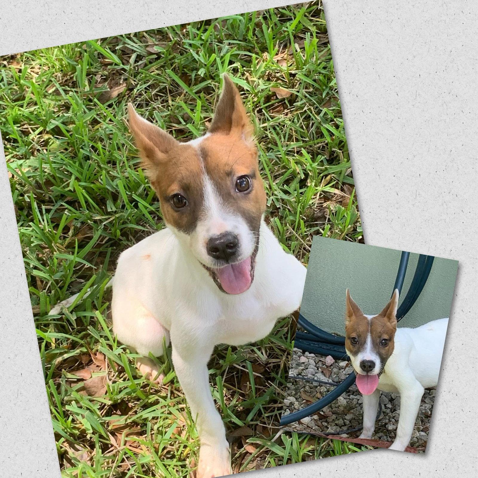 Enlarge Fern, a Adoptable Mixed Breed in Naples, FL image 1/1