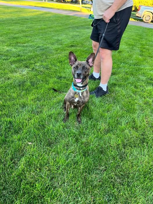 Enlarge Trixie, a Adoptable mixed breed in Traverse City, MI image 1/1