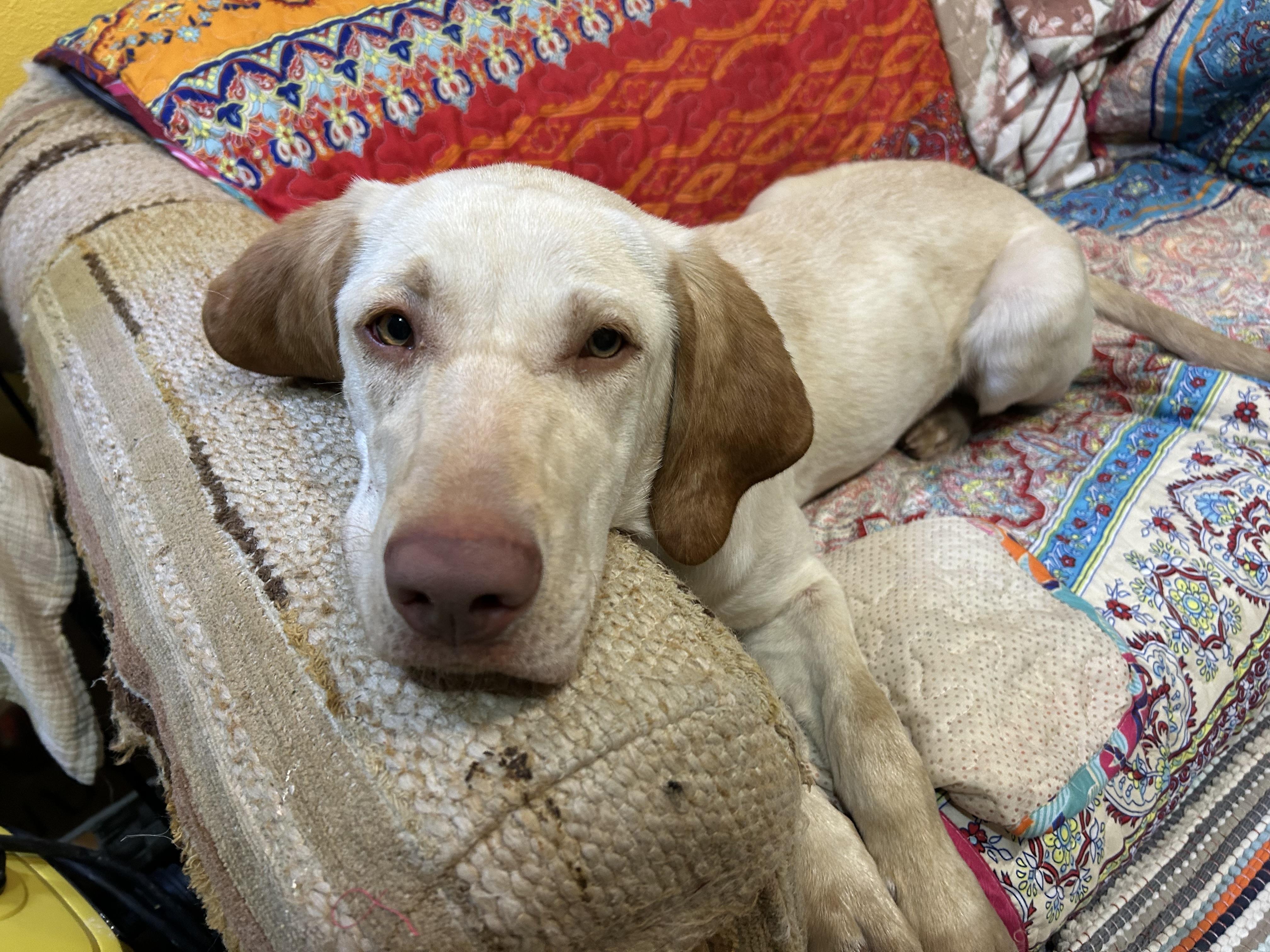 Sunny **Courtesy Listing for Luke’s Legacy, a ADOPTABLE Yellow Labrador Retriever in COEUR D ALENE, ID image 6/6