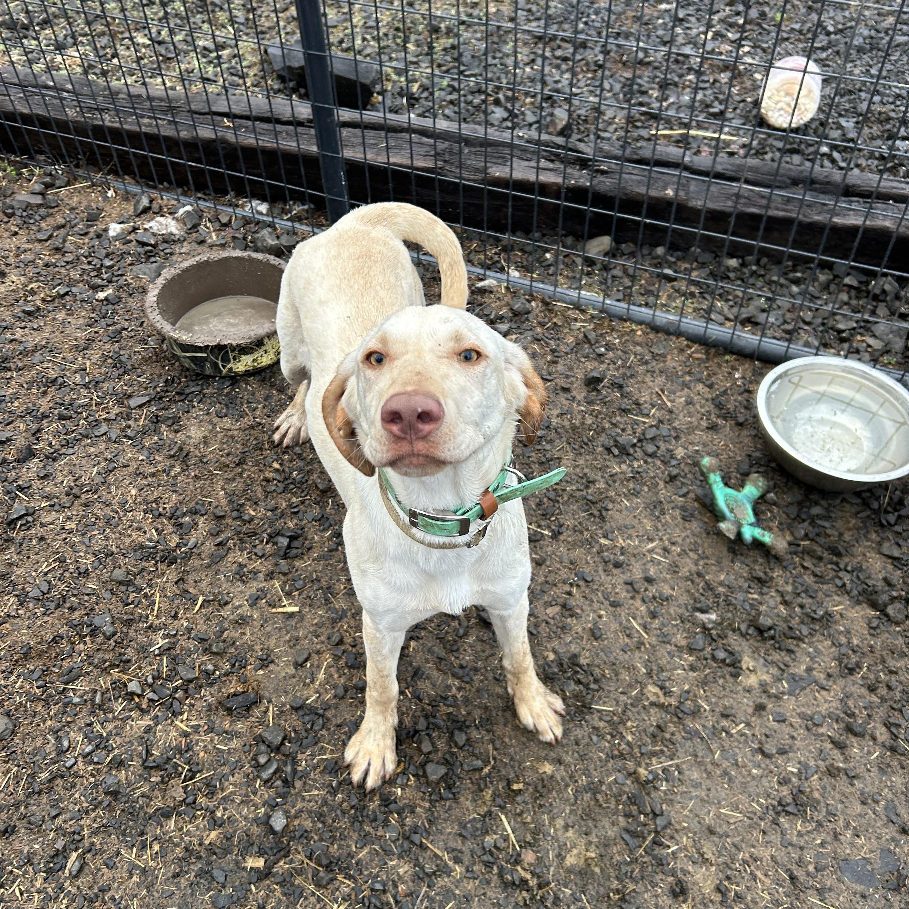 Sunny **Courtesy Listing for Luke’s Legacy, a ADOPTABLE Yellow Labrador Retriever in COEUR D ALENE, ID image 3/6