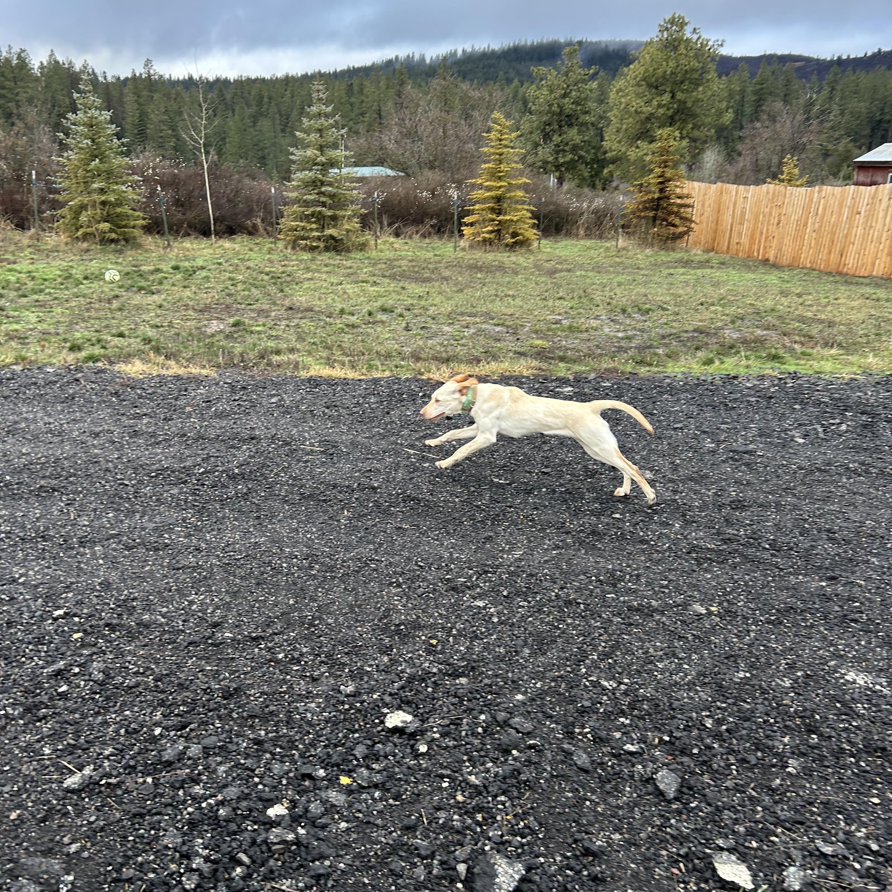 Sunny **Courtesy Listing for Luke’s Legacy, a ADOPTABLE Yellow Labrador Retriever in COEUR D ALENE, ID image 5/6