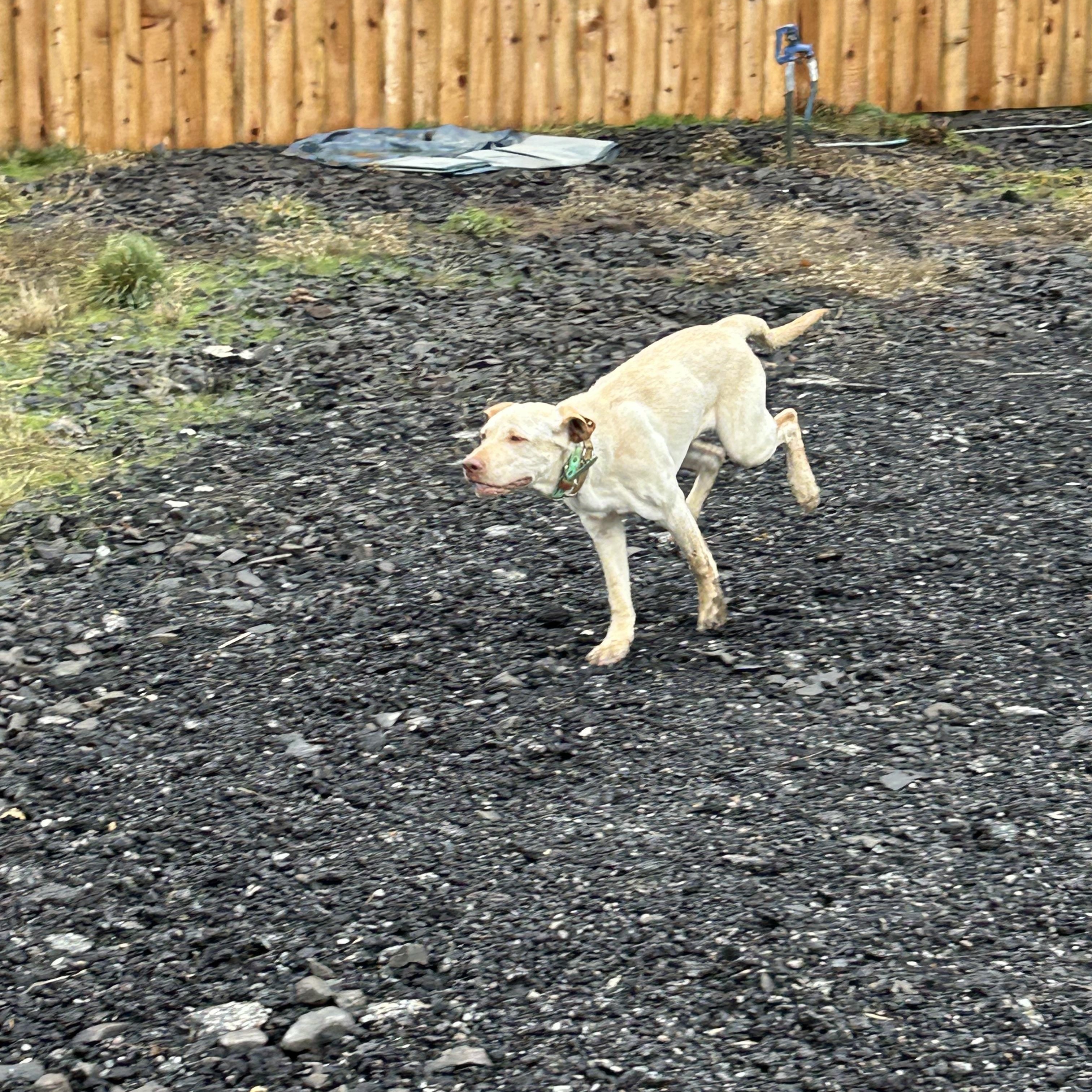 Sunny **Courtesy Listing for Luke’s Legacy, a ADOPTABLE Yellow Labrador Retriever in COEUR D ALENE, ID image 4/6