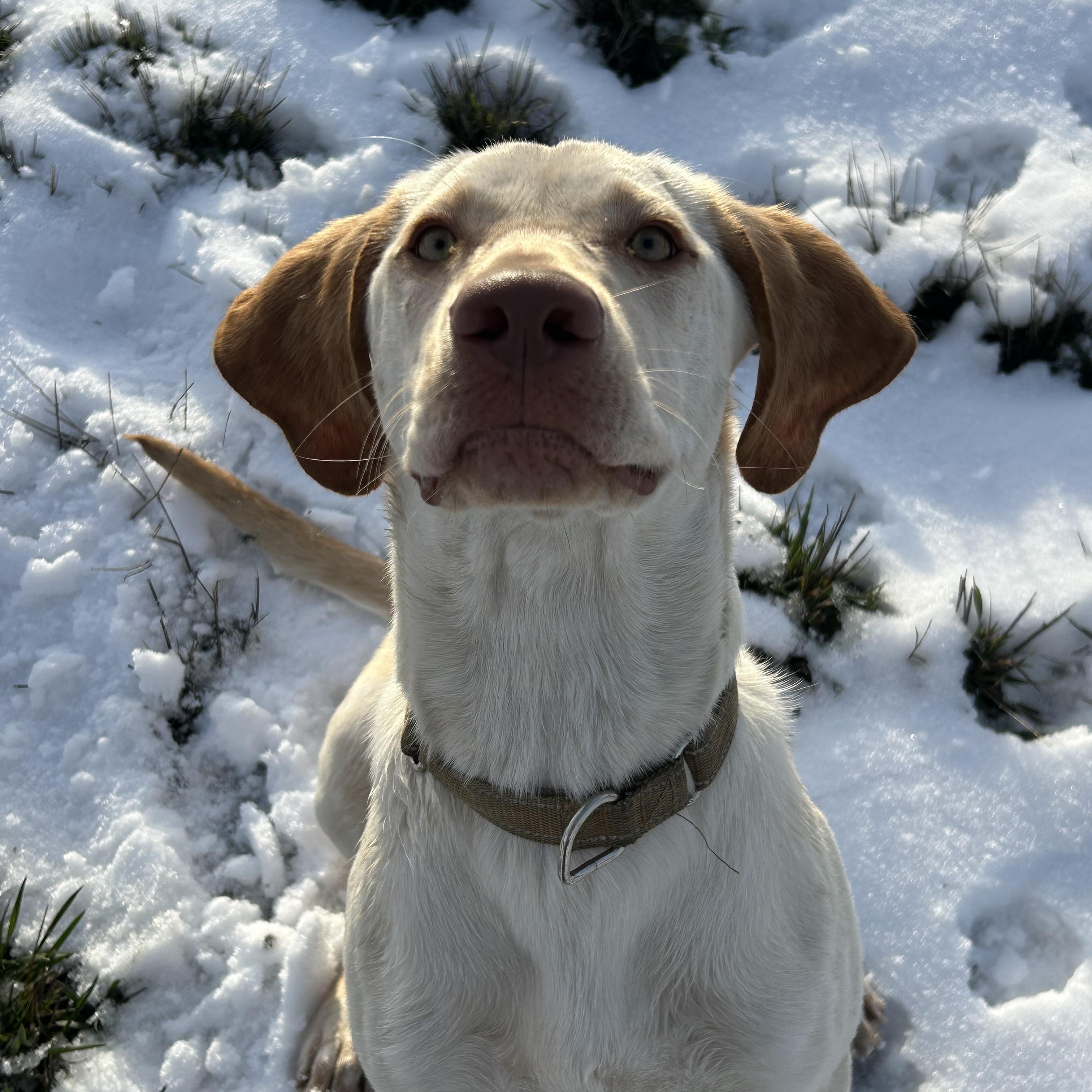 Sunny **Courtesy Listing for Luke’s Legacy, a ADOPTABLE Yellow Labrador Retriever in COEUR D ALENE, ID image 1/6