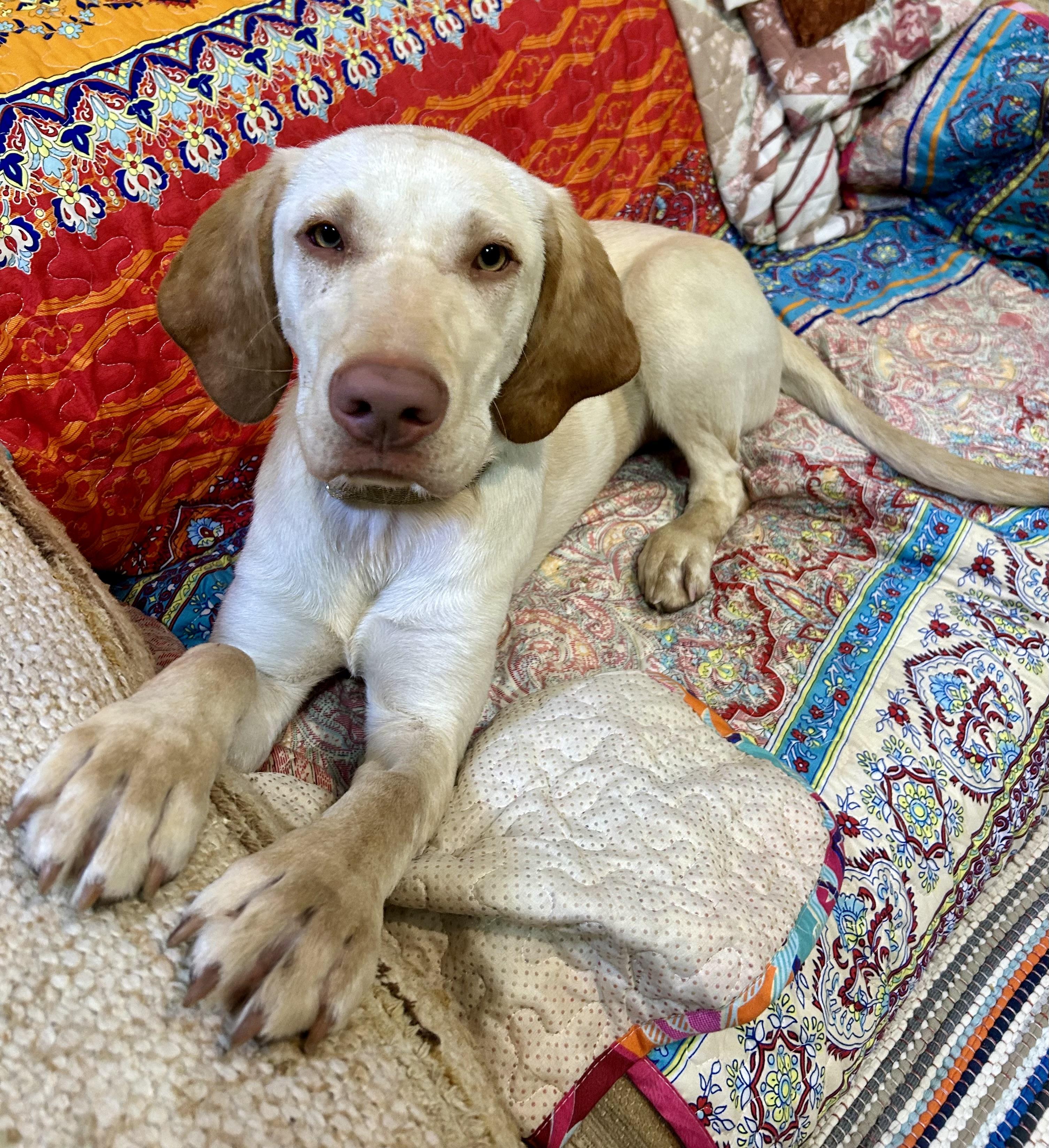 Sunny **Courtesy Listing for Luke’s Legacy, ADOPTABLE, Young Female Yellow Labrador Retriever.