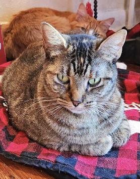 Pepper, a Adoptable Domestic Short Hair in Frisco, TX image 1/6