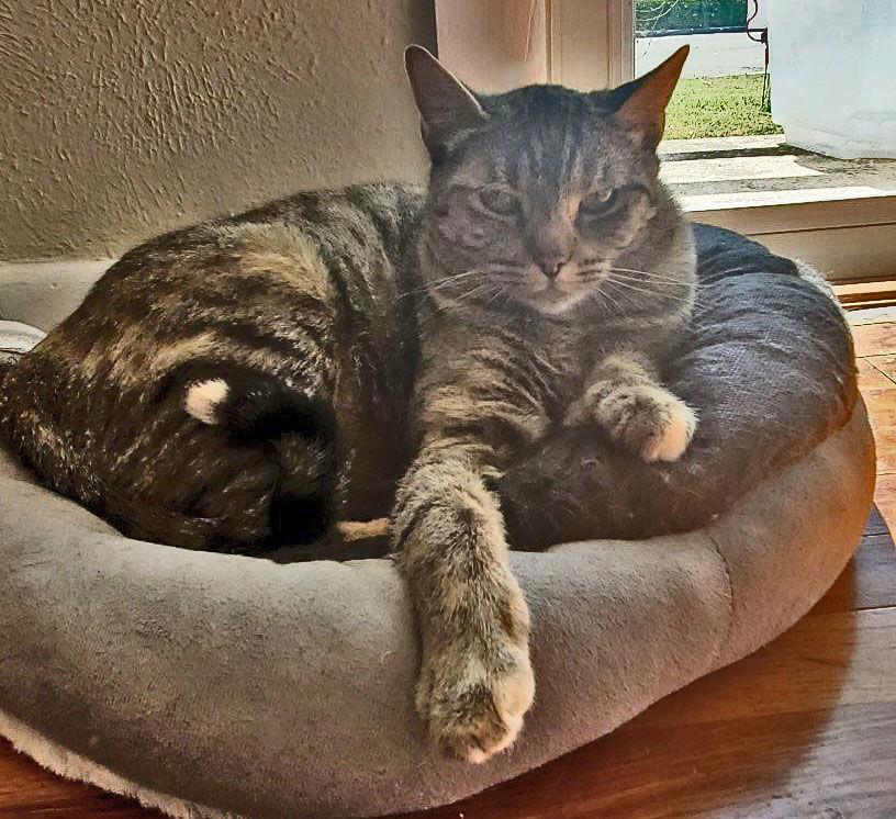 Enlarge Pepper, a Adoptable Domestic Short Hair in Frisco, TX image 2/3