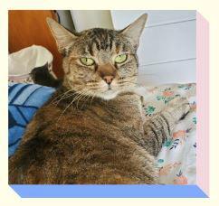 Pepper, a Adoptable Domestic Short Hair in Frisco, TX image 2/6