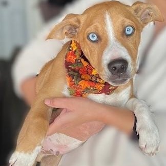 Blueberry, a Adopted mixed breed in Manteca, CA image 1/5