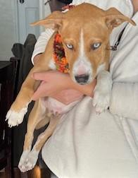 Blueberry, a Adopted mixed breed in Manteca, CA image 2/5