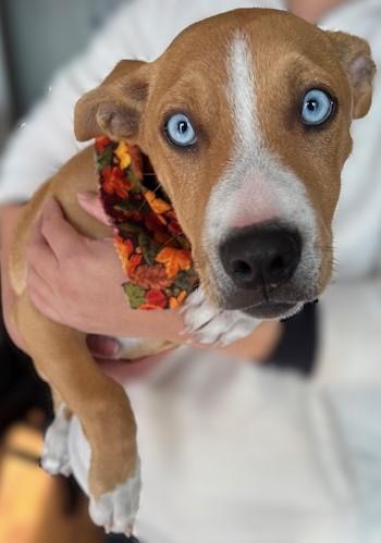 Blueberry, a Adopted mixed breed in Manteca, CA image 4/5