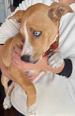 Blueberry, a Adopted mixed breed in Manteca, CA image 5/5